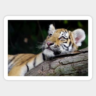 Tiger cub Sticker